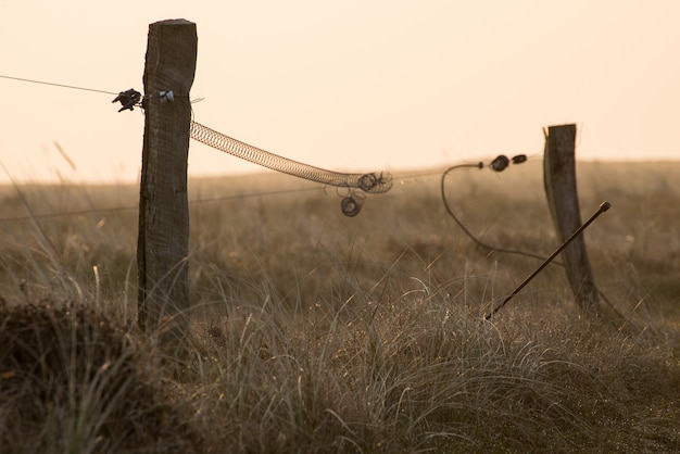 Foto gratuita disparo de enfoque selectivo de palos de madera de pie en medio de un campo