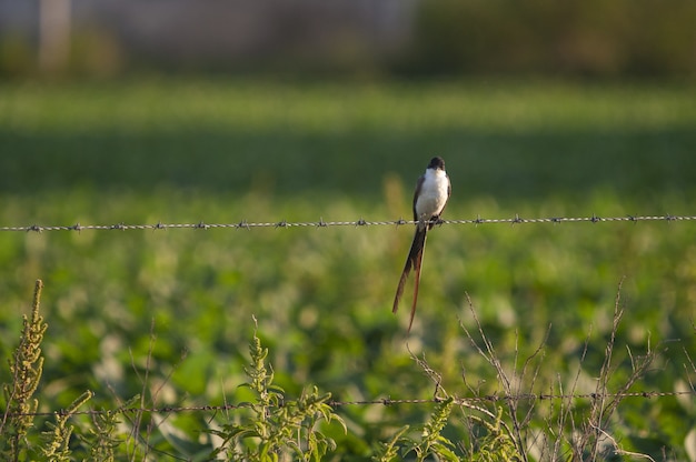 Foto gratuita disparo de enfoque selectivo de papamoscas de cola de horquilla encaramado en una línea de cerca de alambre de púas