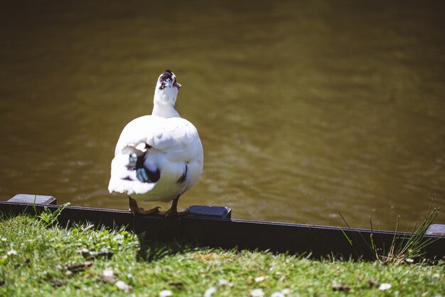 Disparo de enfoque selectivo de un pato blanco de pie junto a un lago y un campo cubierto de hierba en un día soleado