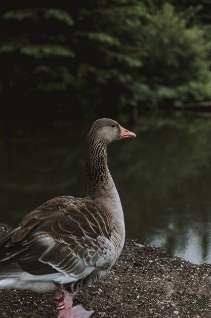 Disparo de enfoque selectivo de un pato cerca del estanque