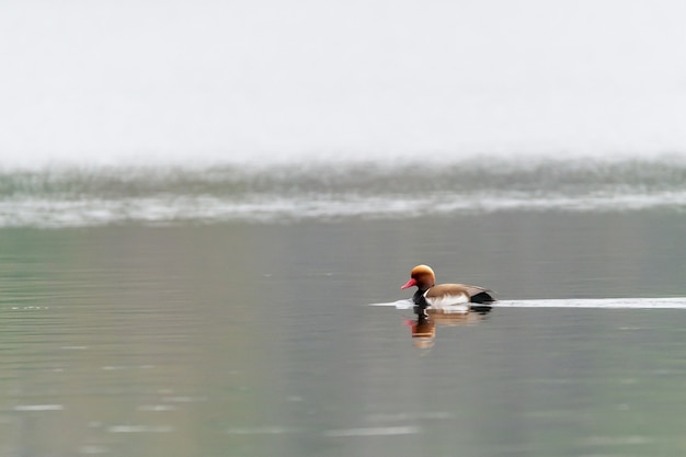 Foto gratuita disparo de enfoque selectivo de un pato colorido en el estanque