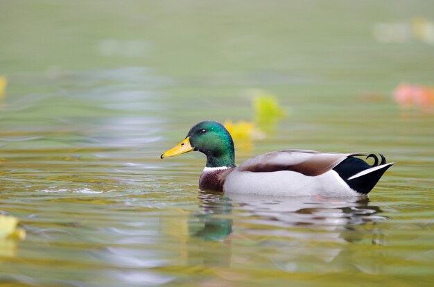 Disparo de enfoque selectivo de un pato mallard en el agua