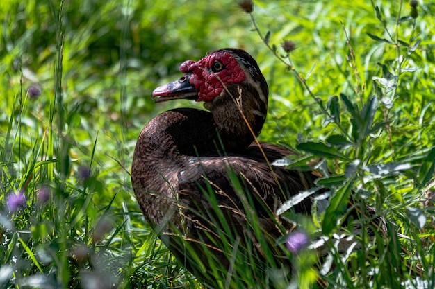 Disparo de enfoque selectivo de un pavo capturado en medio de un campo cubierto de hierba