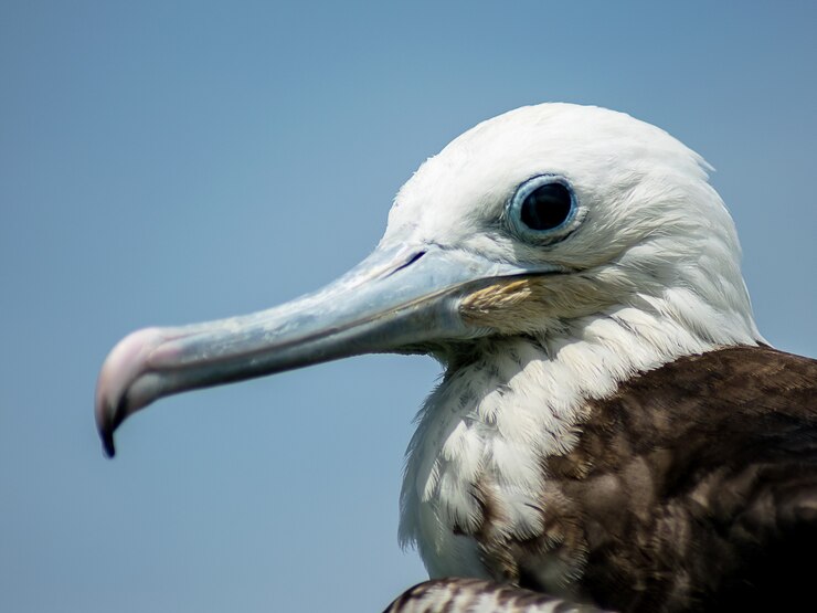 Foto gratuito disparo de enfoque selectivo de un pelícano en las islas galápagos, isla santa cruz en ecuador