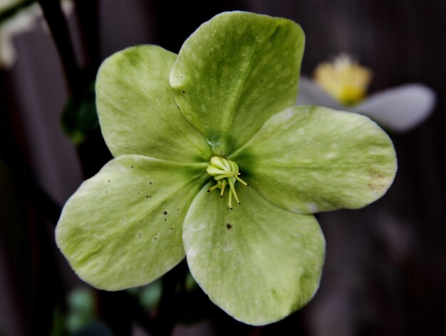 Disparo de enfoque selectivo de una pequeña flor verde con un fondo borroso