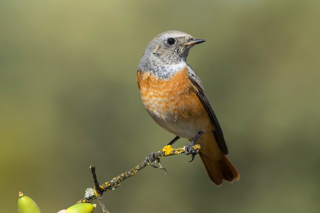 Disparo de enfoque selectivo de un pequeño pájaro exótico en la rama delgada de un árbol