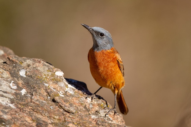 Disparo de enfoque selectivo de un pequeño pájaro exótico en el tronco de un árbol en un día soleado