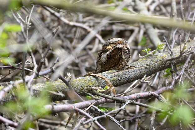 Disparo de enfoque selectivo de un pequeño pájaro sentado en la rama de un árbol en un bosque