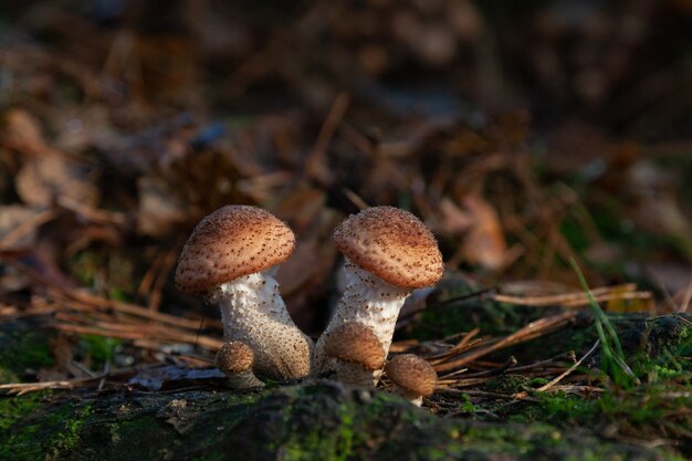 Disparo de enfoque selectivo de pequeños hongos que crecen en el bosque