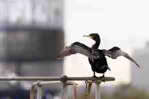 Foto gratuita disparo de enfoque selectivo de una percha de cormorán de doble cresta sobre una baranda metálica en el parque