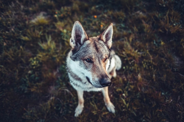 Disparo de enfoque selectivo de un perro marrón y blanco sentado en el suelo y mirando a la izquierda