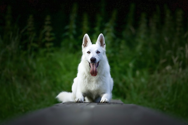 Disparo de enfoque selectivo de un perro pastor suizo blanco sentado al aire libre