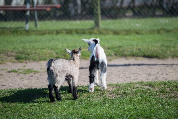 Disparo de enfoque selectivo de perros Whippet caminando en medio de un parque en un hermoso día