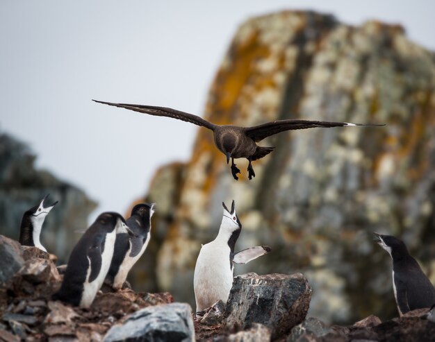 Disparo de enfoque selectivo de un pingüino alimentando a sus bebés en la Antártida