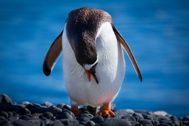 Disparo de enfoque selectivo de un pingüino de pie sobre las piedras con la cabeza hacia abajo en la Antártida