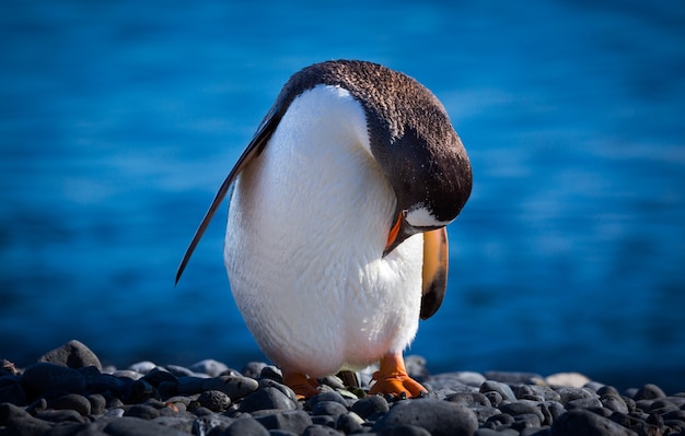 Disparo de enfoque selectivo de un pingüino de pie sobre las piedras con la cabeza hacia abajo en la Antártida