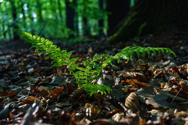 Disparo de enfoque selectivo de la planta de avestruz común verde en un campo lleno de hojas secas