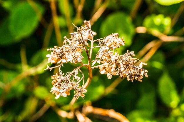 Disparo de enfoque selectivo de la planta Lythraceae seca