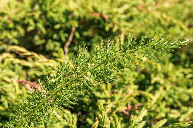 Disparo de enfoque selectivo de la planta de milenrama verde