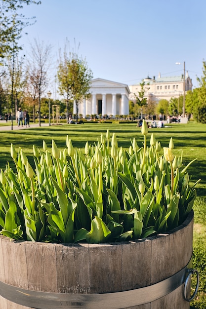 Foto gratuita disparo de enfoque selectivo de la planta en el parque de viena, austria