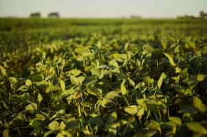 Foto gratuita disparo de enfoque selectivo de una planta verde en el campo