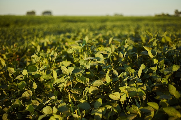 Disparo de enfoque selectivo de una planta verde en el campo