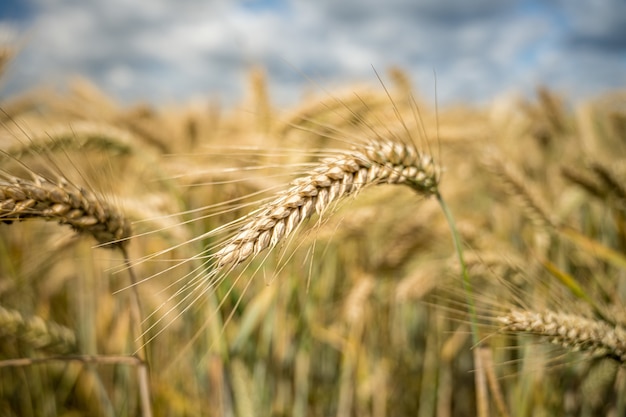 Disparo de enfoque selectivo de plantas de cebada detrás del campo