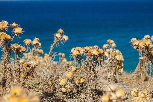 Disparo de enfoque selectivo de plantas secas amarillas con picos junto a una playa