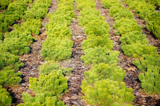 Disparo de enfoque selectivo de plantas verdes en una línea