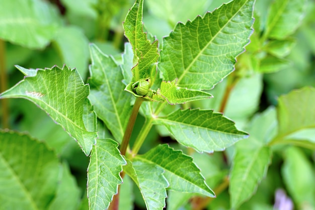 Disparo de enfoque selectivo de plantas verdes