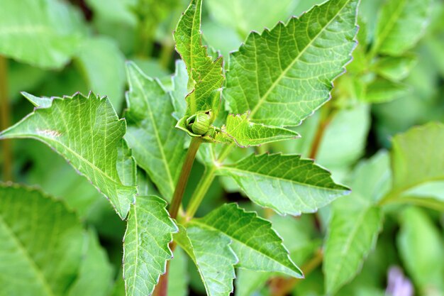 Disparo de enfoque selectivo de plantas verdes