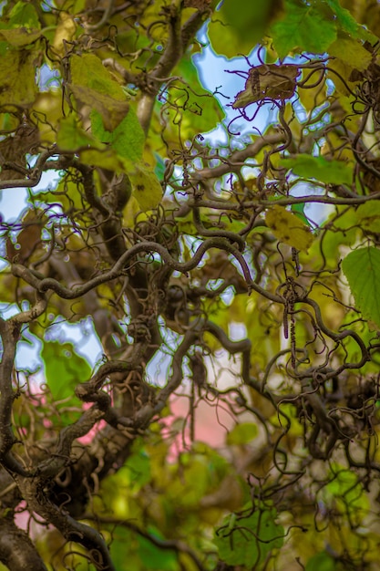 Disparo de enfoque selectivo de plantas de vid arrastrándose sobre un árbol