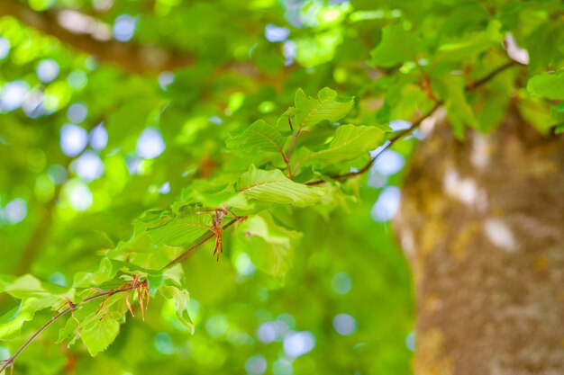 Disparo de enfoque selectivo de la rama de un árbol con hojas verdes