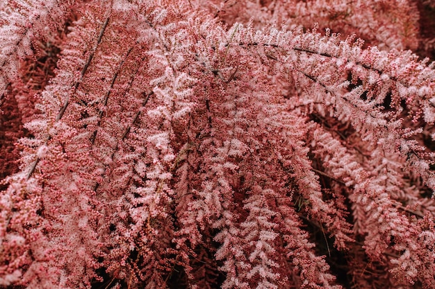 Disparo de enfoque selectivo de ramas con capullos de flores rosas