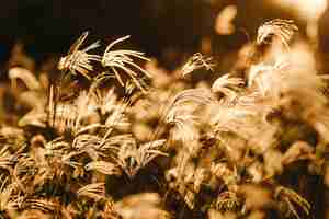 Foto gratuita disparo de enfoque selectivo de ramas de sweetgrass bajo la luz solar dorada