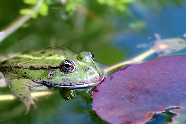 Disparo de enfoque selectivo de una rana por una hoja de loto en un estanque de un jardín.