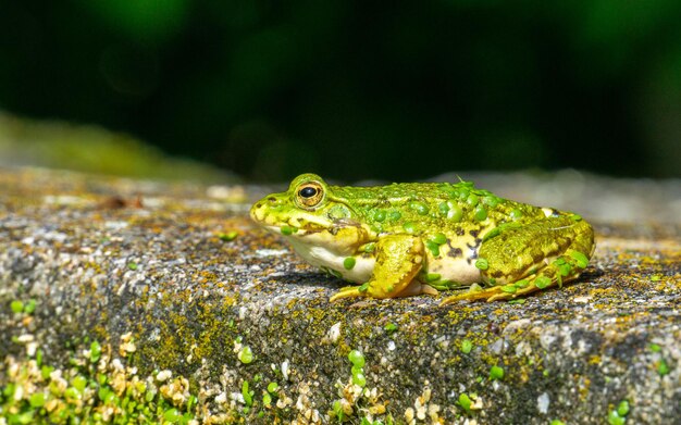 Disparo de enfoque selectivo de una rana verde