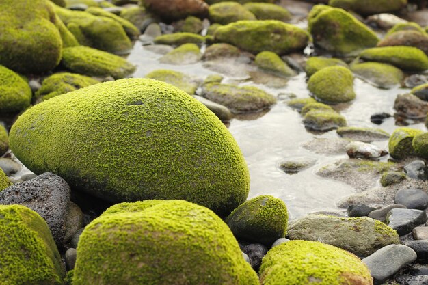 Disparo de enfoque selectivo de rocas cubiertas de musgo en un río