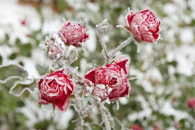 Disparo de enfoque selectivo de rosas rojas con escarcha