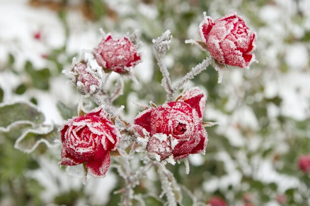 Disparo de enfoque selectivo de rosas rojas con escarcha