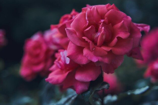 Disparo de enfoque selectivo de rosas rosadas en el jardín
