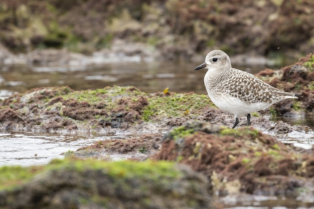 Disparo de enfoque selectivo de un Sanderling de pie en el suelo cubierto de musgo cerca del agua