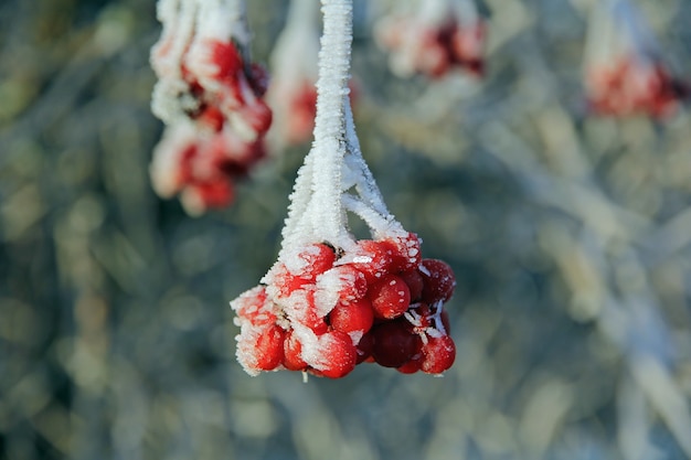 Disparo de enfoque selectivo de serbal de invierno helado