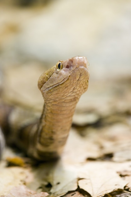 Disparo de enfoque selectivo de la serpiente de cascabel de madera