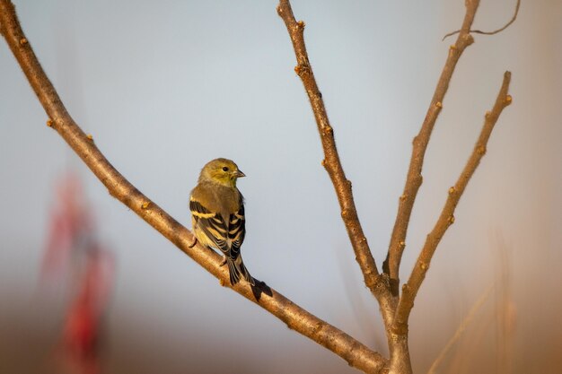 Disparo de enfoque selectivo de un siskin euroasiático posado en una rama