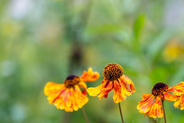 Disparo de enfoque selectivo de un sneezeweed común en el jardín