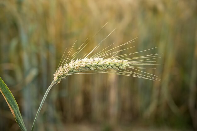 Disparo de enfoque selectivo de una sola planta de cebada detrás del campo