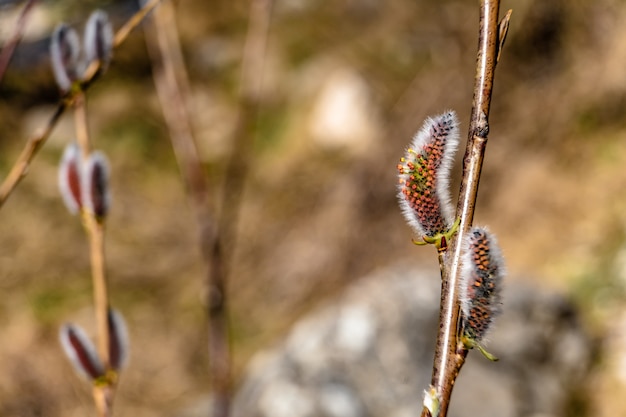 Foto gratuita disparo de enfoque selectivo del tallo de una planta exótica capturada en un jardín.