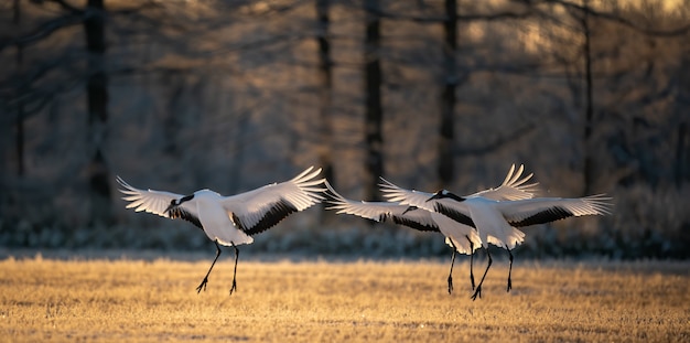 Disparo de enfoque selectivo de tres grullas de corona roja batiendo sus alas en el parque nacional de Kushiro