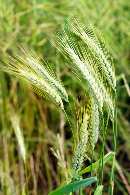 Disparo de enfoque selectivo de trigo verde bajo el viento